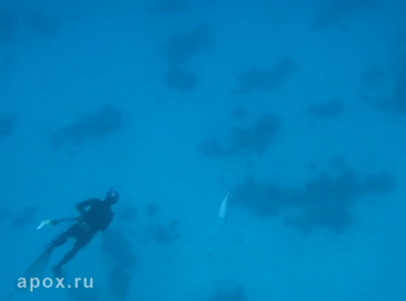 Подводная охота на Тунца и Группера